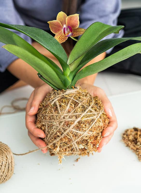 Kokedama del Family Lab